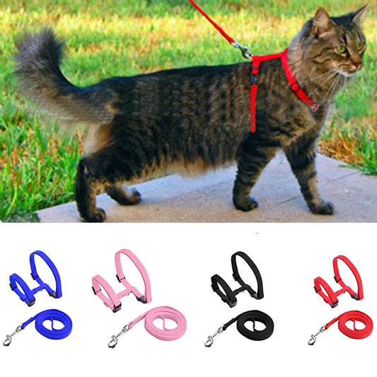 Collier ajustable de sécurité pour chat – fermeture détachable