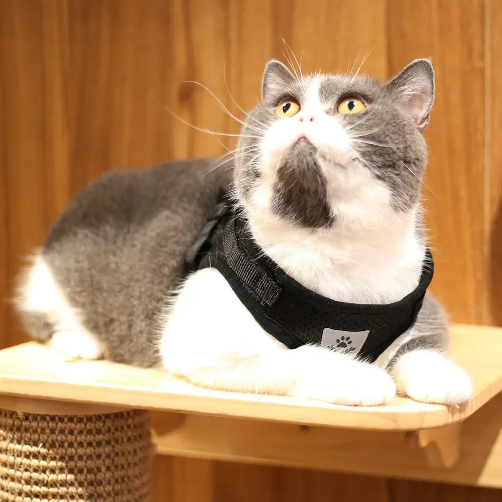 Harnais ajustable réfléchissant avec laisse pour chats et petits chiens